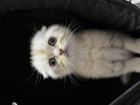 2 aylık erkek a kalite scottish fold