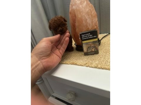 Kore mikro dark brown poodle