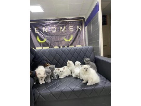 Orjinal ırk yavru kediler ankara mağazamızda 