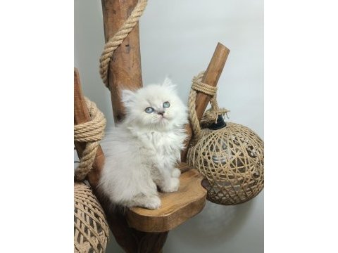 Üst kalite mavi gözlü british longhair
