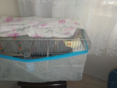 7 aylık sultan papağanı