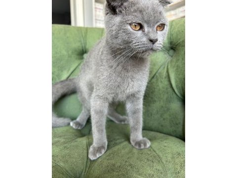Scottish shorthair