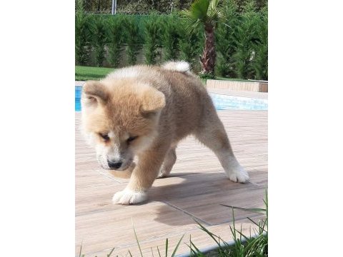 Japon akita ınu yavrulari istanbul 