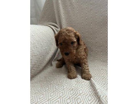 F2 maltipoo biraderler