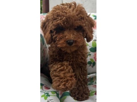 Toy poodle ırk garantili yavrular
