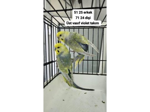 A kalite üst vasıf raınbow kuşlar açıklama okuyun
