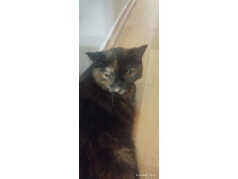 1 yaşında british longhair kısır değildir