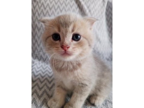 British shorthair scottish fold yavrular