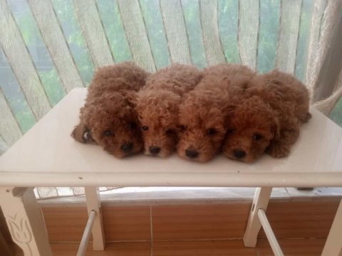 Toy poodle