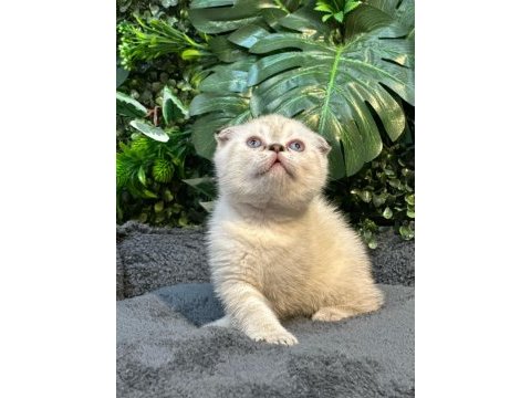 Scottish fold ny1133 dişi