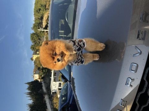 1 yaş erkek pomeranian boo sıfır burun