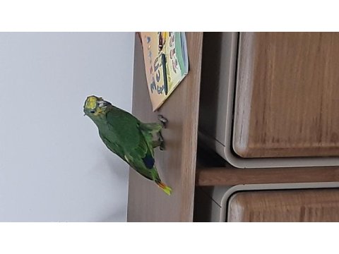 Amozon papağanı cts belgeli