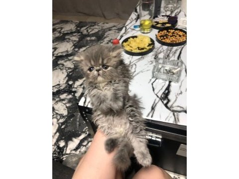 2 dişi ve 1 erkek safkan chinchilla yavrularımız 2 aylık