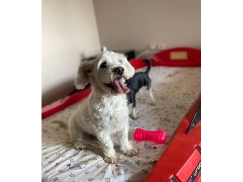Sempatik maltipoo yavrular
