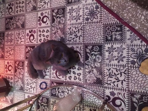Temiz bakımlı hoş british shorthair kedisi