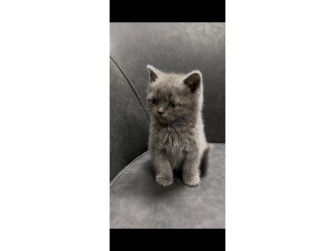 Şımarık british shorthair kızlarım