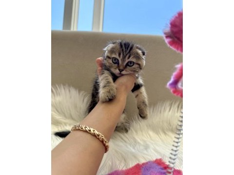 2 aylık scottish fold yavrular