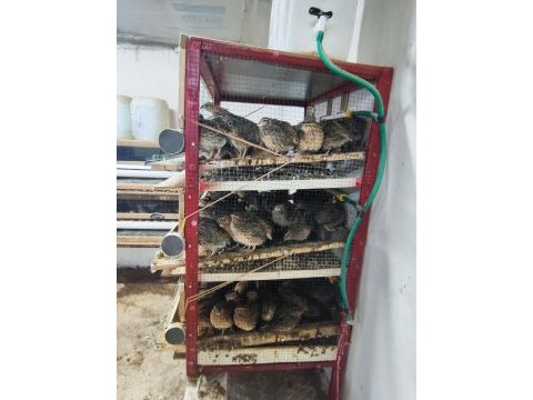 Bıldırcın ve döllü yumurta