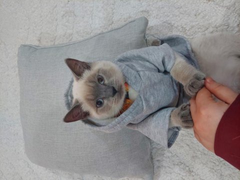 British shorthair kedisi sahiplendirme