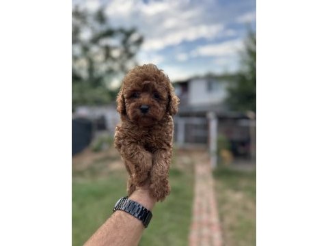 Sağlık ve ırk garantili toy poodle yavrularımız
