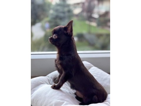 Chocolate 4 aylık erkek yavru chihuahua