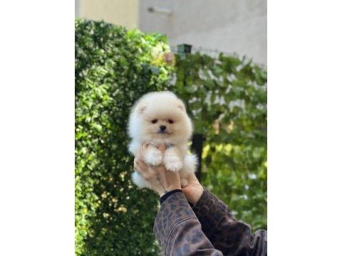 Show kalite pomeranian boo yavruları