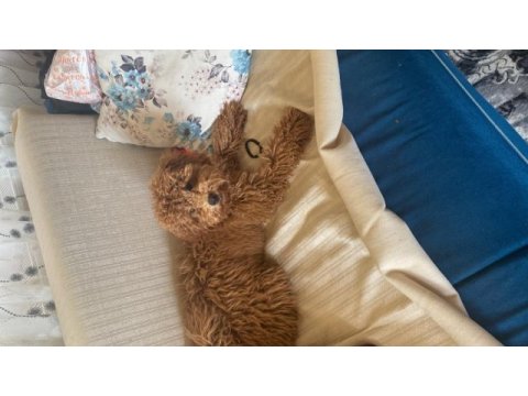 Minyatür poodle erkek