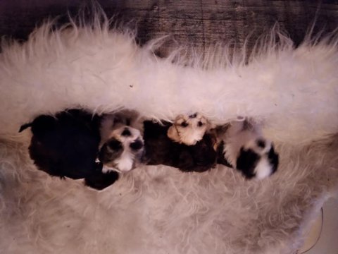 Yavru köpeklerimi sahiplendiriyorum