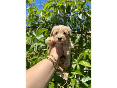 Maltipoo yavrum 55 günlük