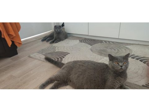 Birbirine alışkın iki safkan dost british shorthair