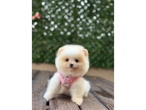 Pomeranian teddy face yavru köpekler