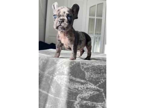 Mavi gözlü french bulldog yavrularım
