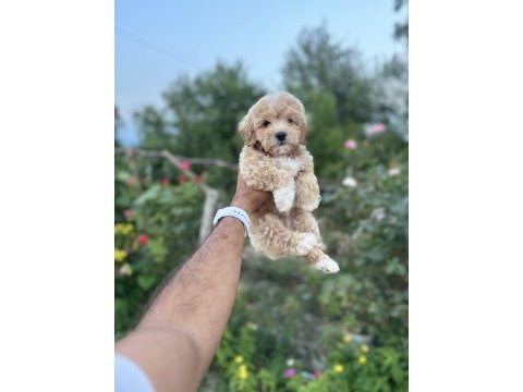 Maltipoo yavruları