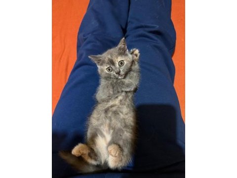 British shorthair tricolor kızım