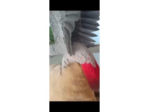 4 aylık full evcil red faktör jako bebek