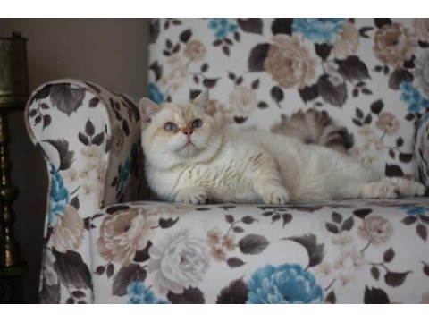 Erkek golden point british shorthair