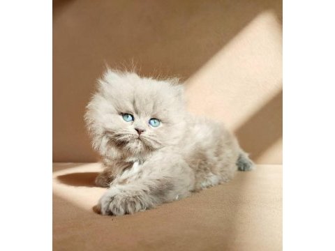 Harika british longhair yavruları