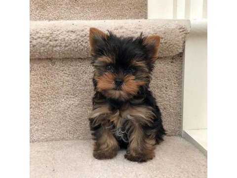 Yorkshire terrier yavrular mükemmel güzellik