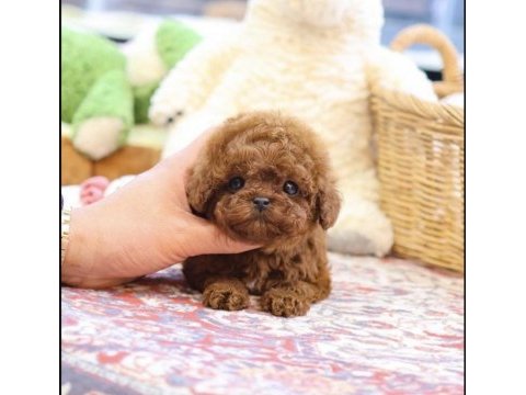Sağlıklı ve aşılı toy poodle yavrularım
