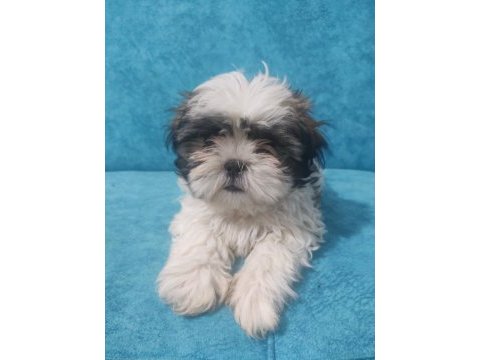 Uygun shih tzu