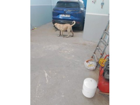 Kangal köpeğimiz izmir menemen