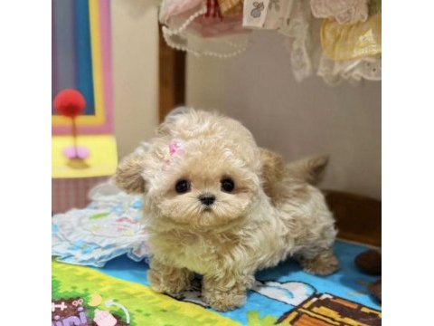 Aranılan maltipoo yavrusu