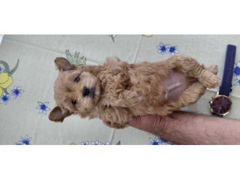 Poodle köpekler her tuzum var dıyene gıbı koşmayın