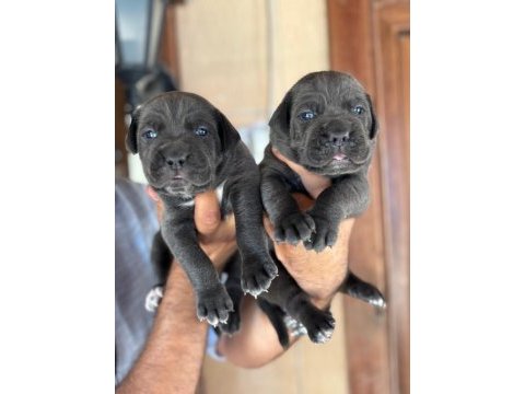 Blue dev gibi mavi gözlü cane corso yavrularım