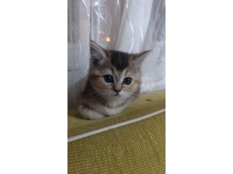 Sevimli tam bir oyuncu kedidir