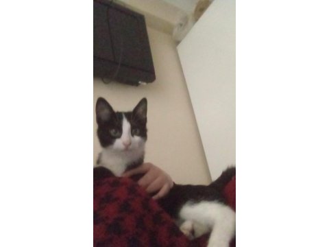 6 aylık kedimizi sahiplendirme
