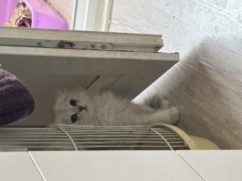 Ballı lokma scottish fold kedimiz