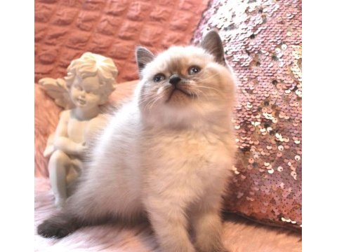 British shorthair 55 günlük