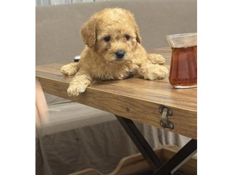 Orijinal poodle yavrular