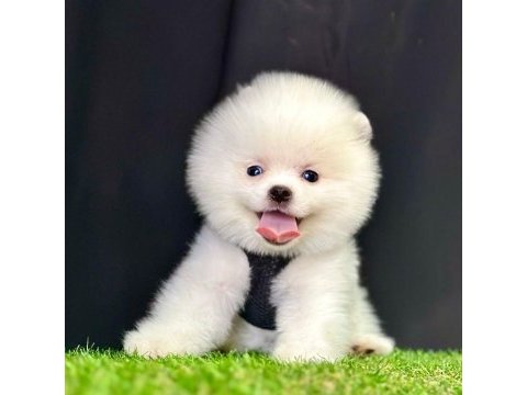Sevimli pomeranian boo yavrularımız